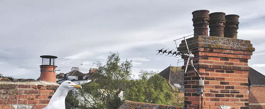 Chimney Cleaning And Restoration in Brushy Creek, Texas